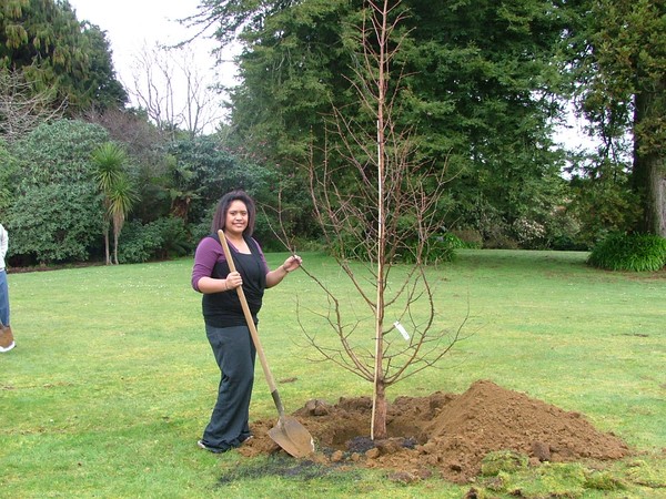 Ngawai planting a tree